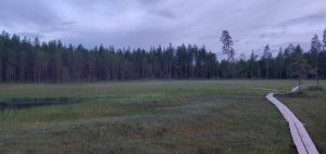 Swamp and duckboards during Finnish nightless night
