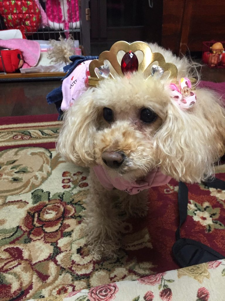 Apricot toy poodle wearing a crown.