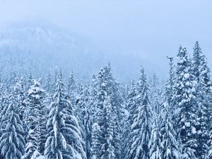 Snow covered trees on a mountain in winter