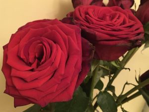 Red roses in a vase at their most open
