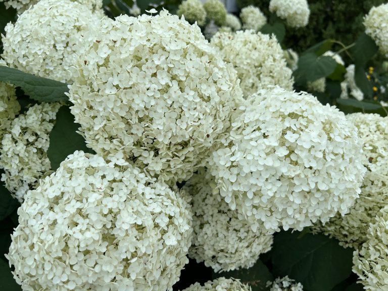 Ivory Hydrangeas