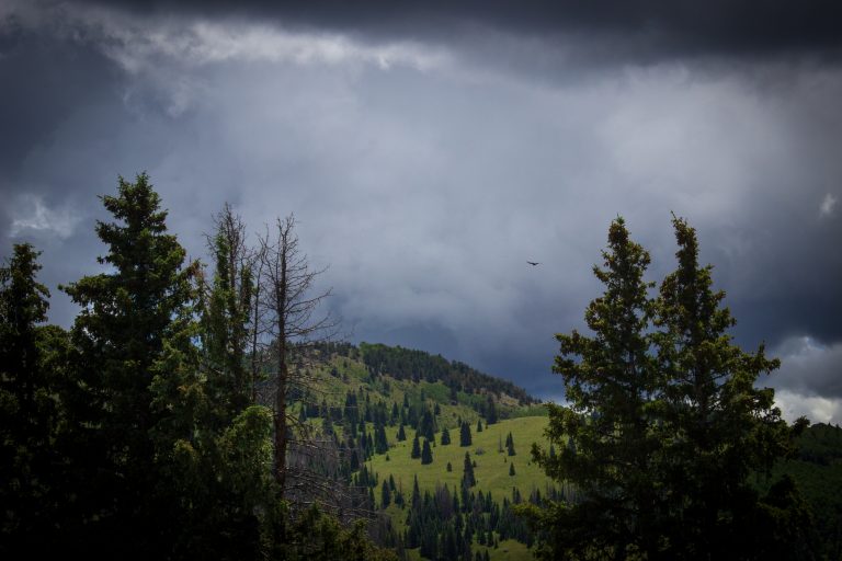 a bird flies through the San Juan Mountains