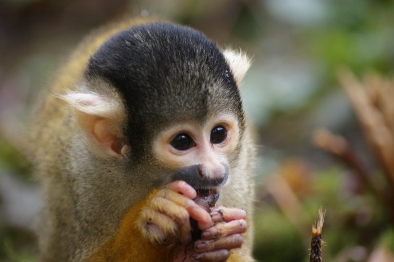 Black-capped squirrel monkey in the Apenheul located in Apeldoorn in The Netherlands