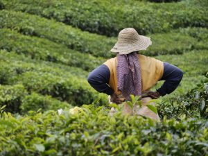 Tea plantation worker in Cameron Highlands, Malaysia
