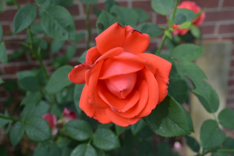 Orange rose