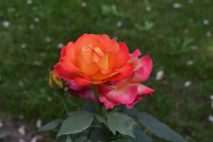 View larger photo: Peach roses