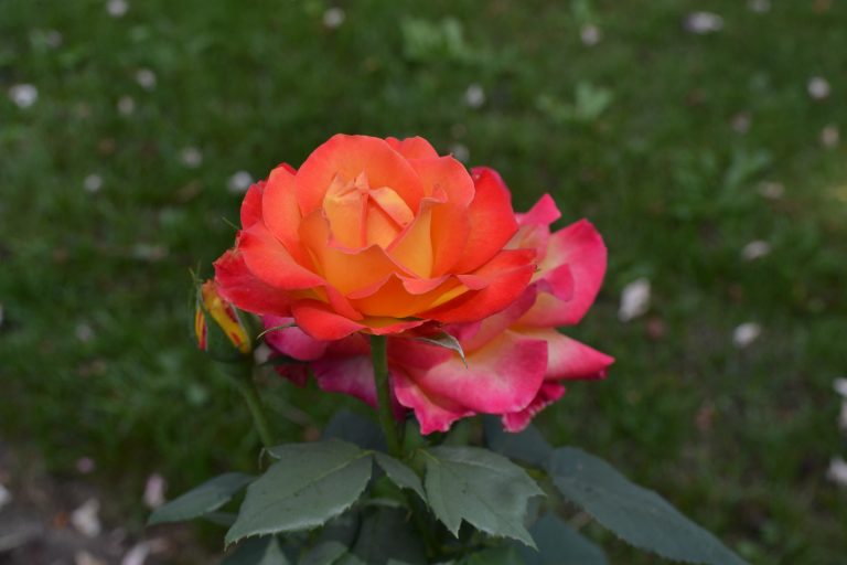 Peach roses