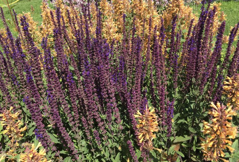 Summer blooms from the multi-color caradonna plants.