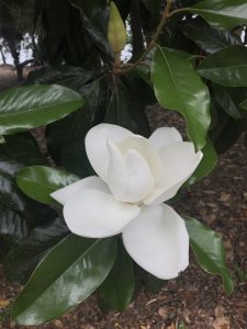 View larger photo: Gardenia