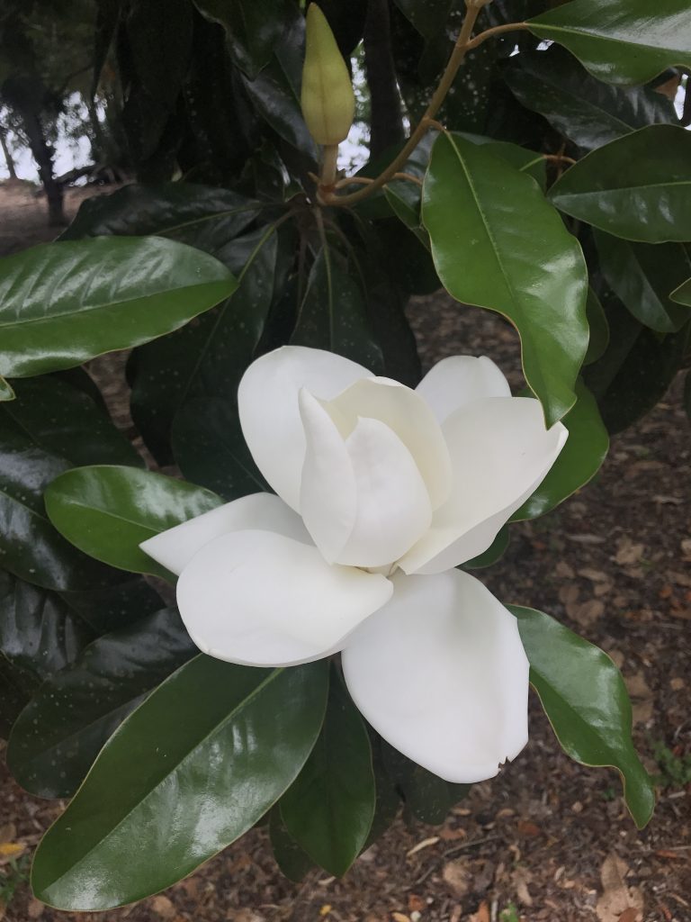 Gardenia