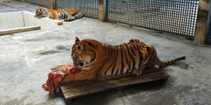  royal bengal tiger
