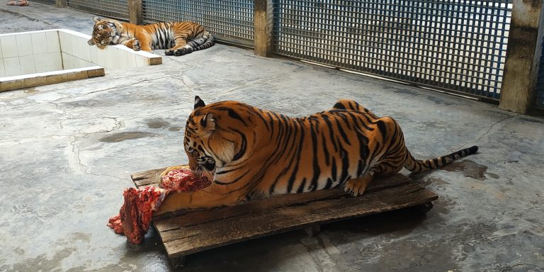 royal bengal tiger