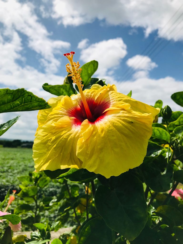 Yellow bloomed Hibiscus