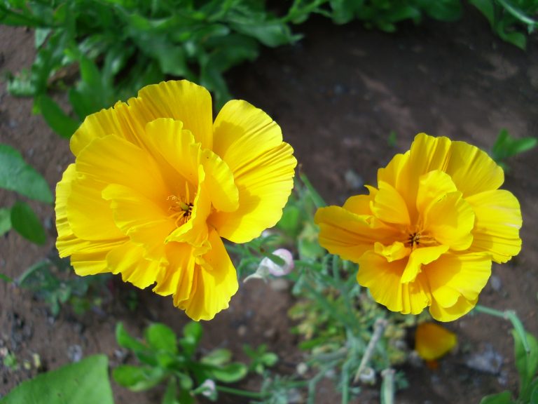 Daffodils