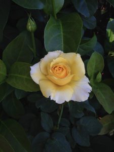 Yellow rose