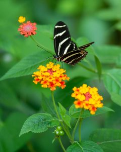 Black and white stripped butterfly in a garden