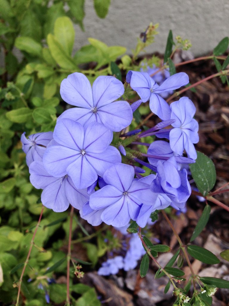 Periwinkle flowers