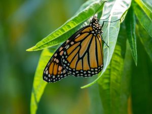 Orange and black butterfly on a leaf