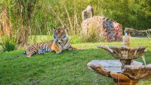 Tiger with tongue sticking out behind a fountain