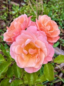 Peach pink roses