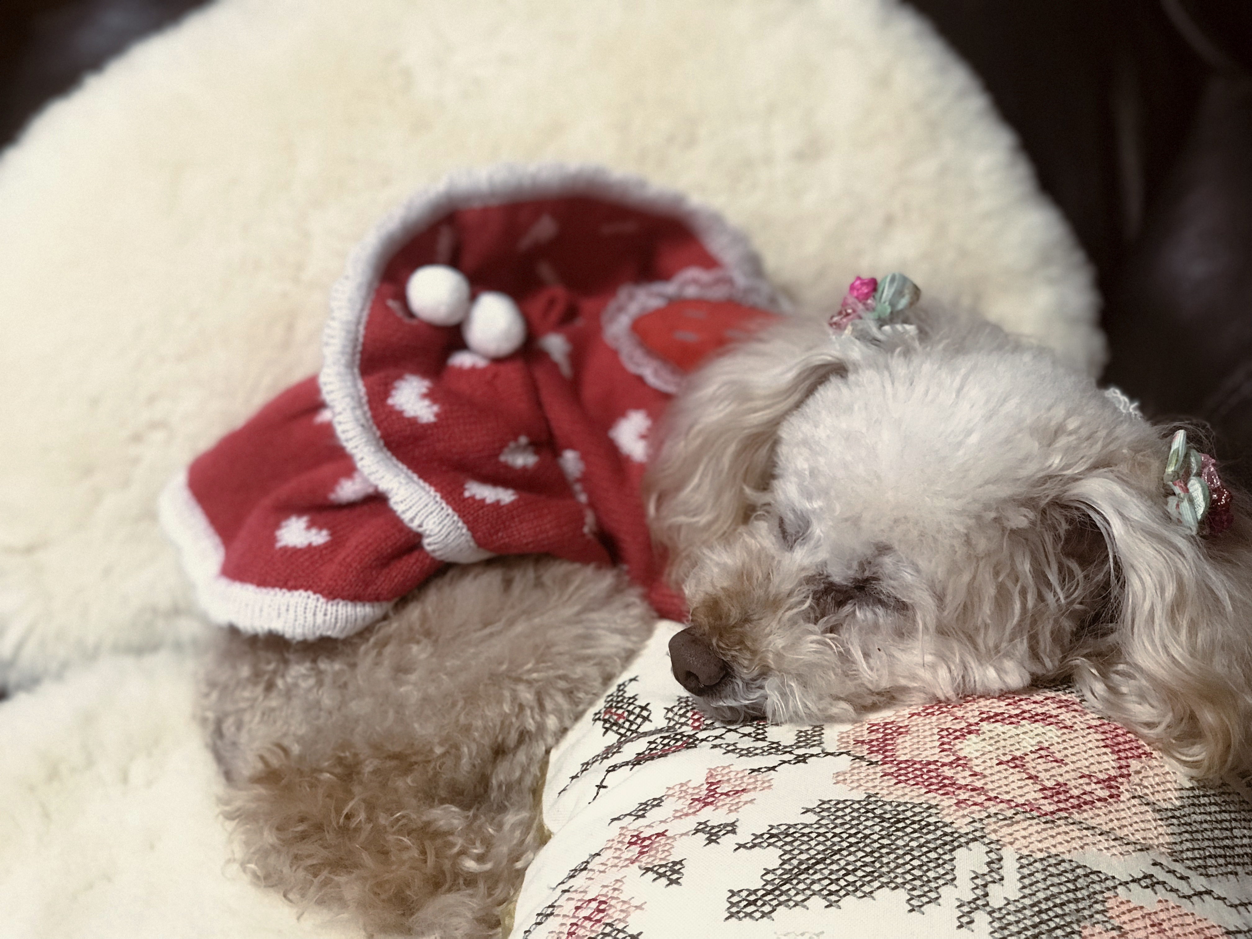 Apricot toy poodle sleeping on the white sheep skin and floral pattern cushion.