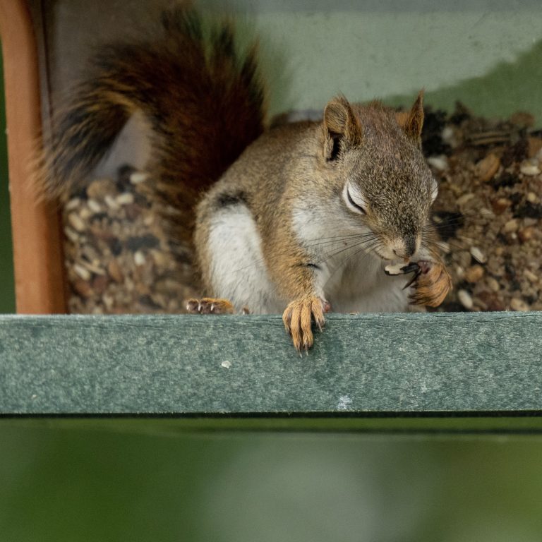 Juvenile American Red Squirrel with its eyes closed holding a seed