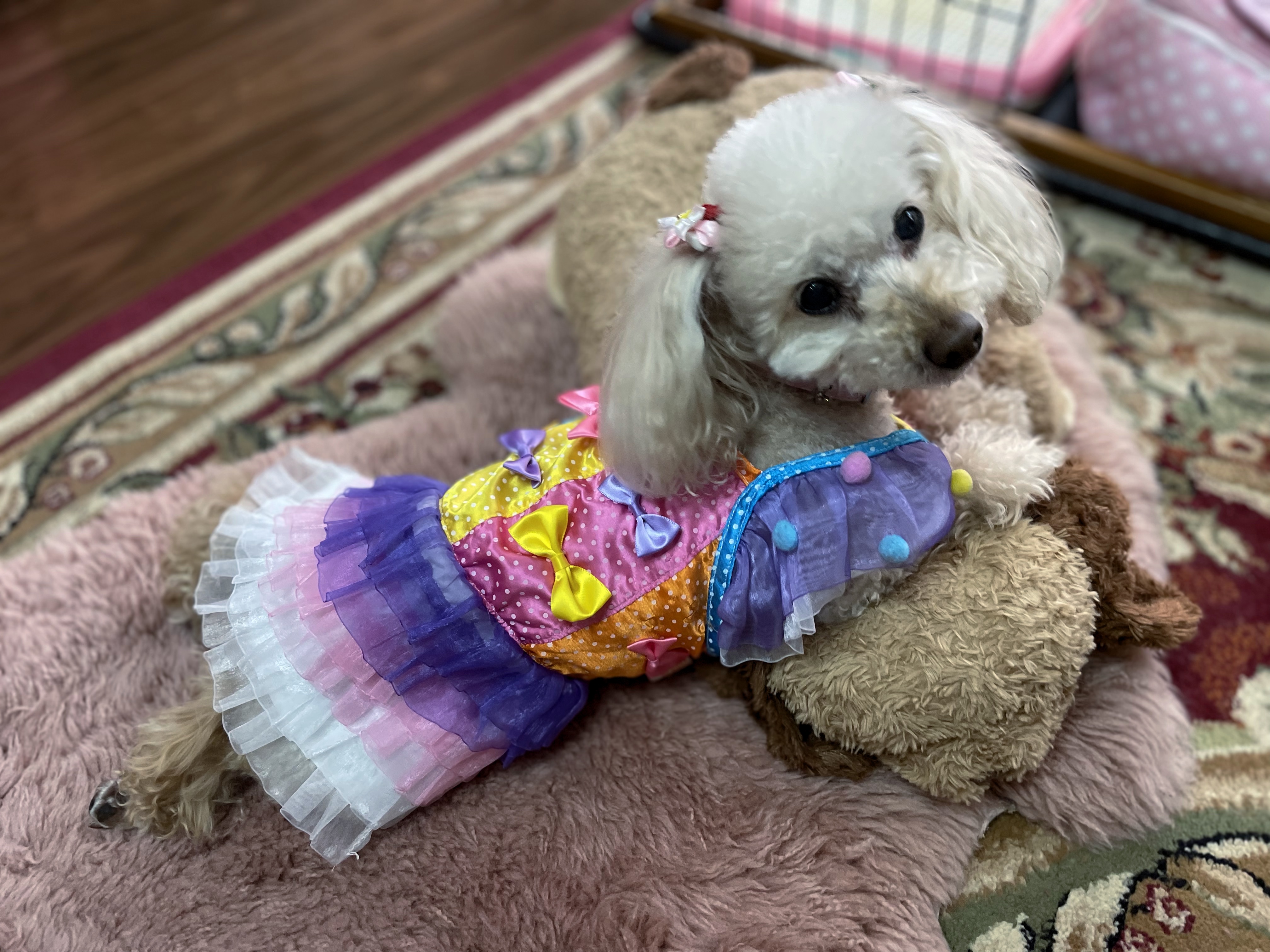 Apricot toy poodle wearing a purple coller dress, lying in the sheep skin on the dog stuffed animal.