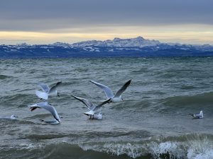 Seagulls flying over water, with the Swiss Alps in the background.
