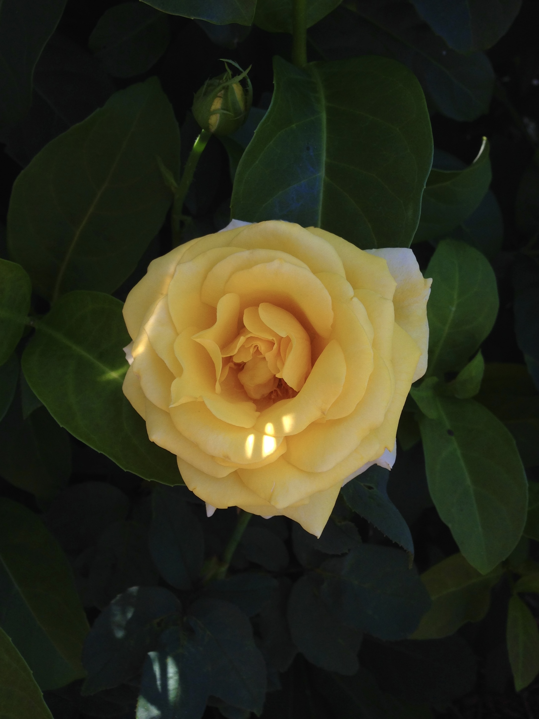 Yellow rose blooming