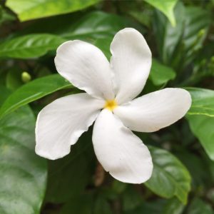 Jasmine