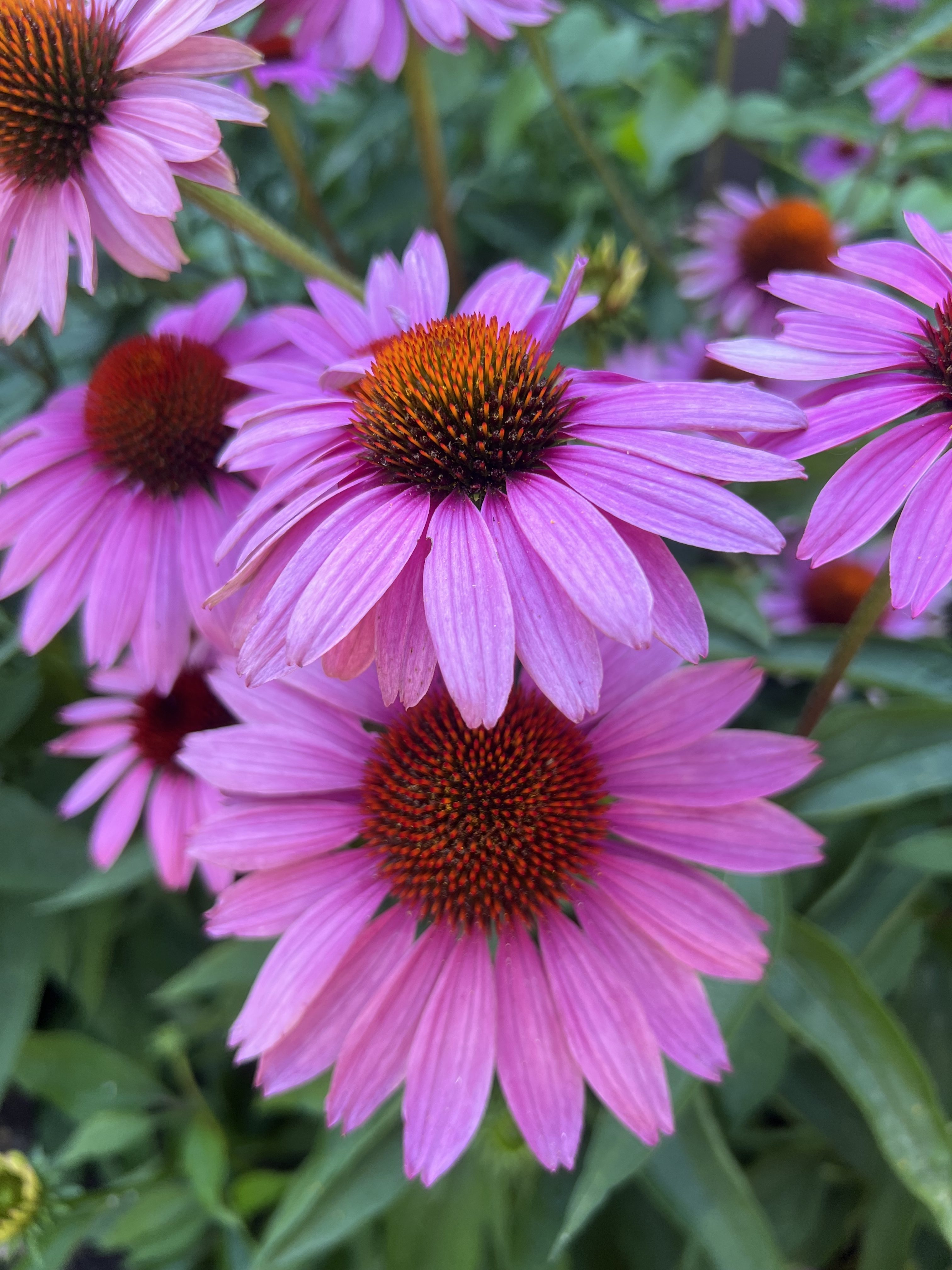 Purple Coneflowers