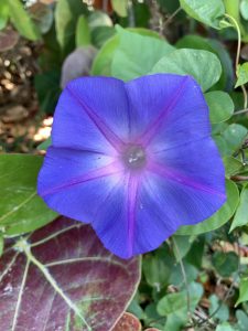 Purple Morning Glory