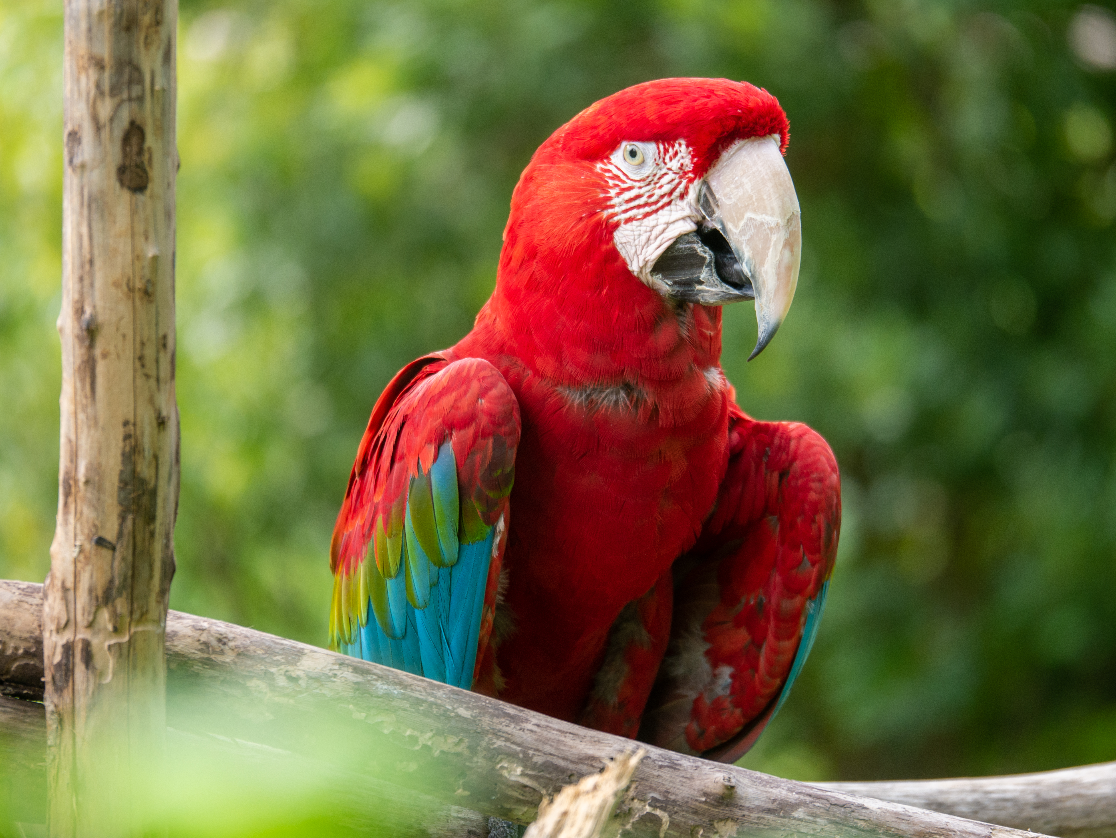 Types of Parrot Birds: "parrot species pictures", "varieties of parrots", "different types of parrots"