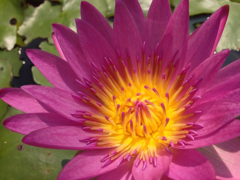 Water Lilly flower closeup.