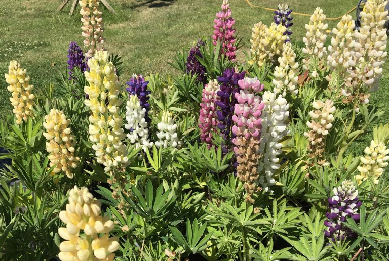 Lupins in full bloom showing their different colors.