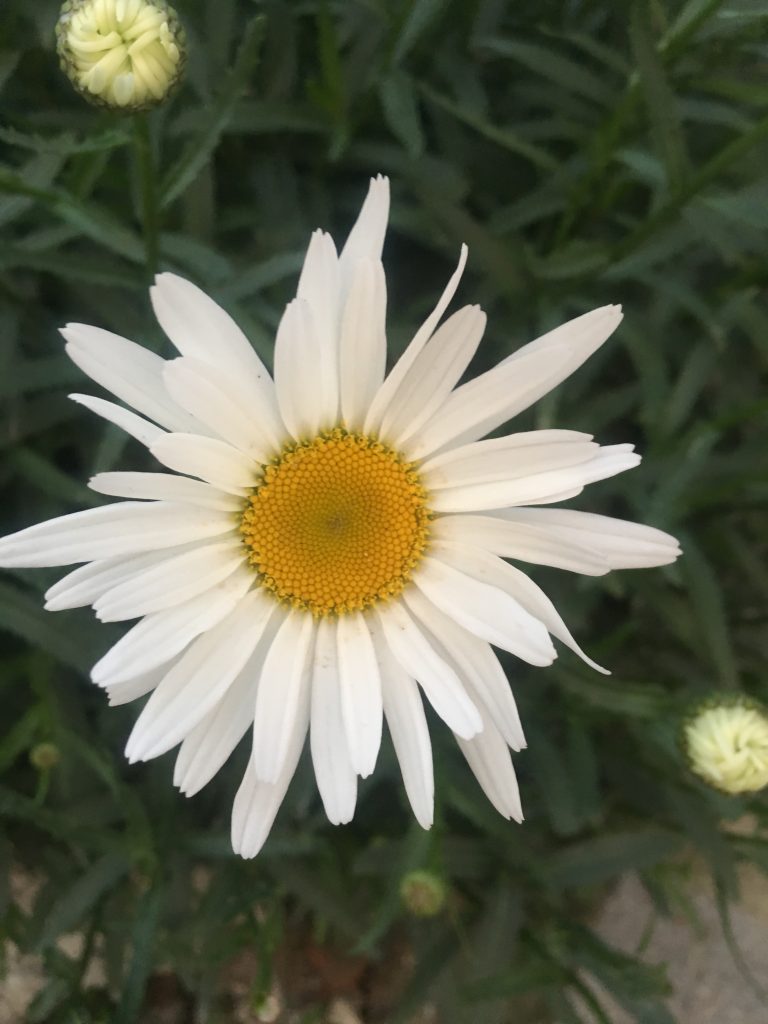 White Marguerite Daisy Flower