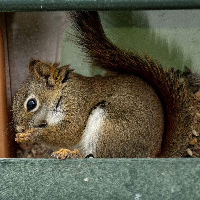 Juvenile American Red Squirrel in profile eating a seed