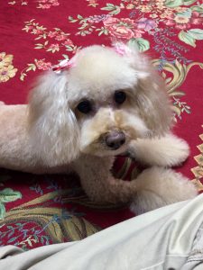 Apricot toy poodle is down on the carpet.