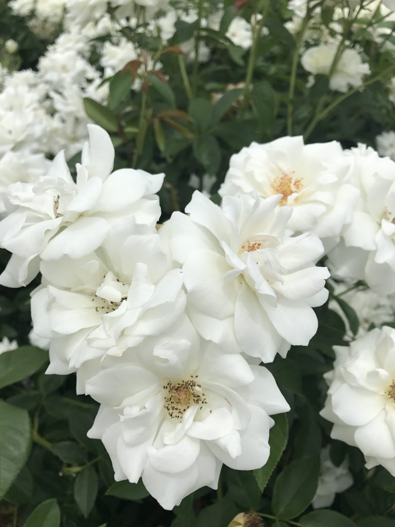 White roses