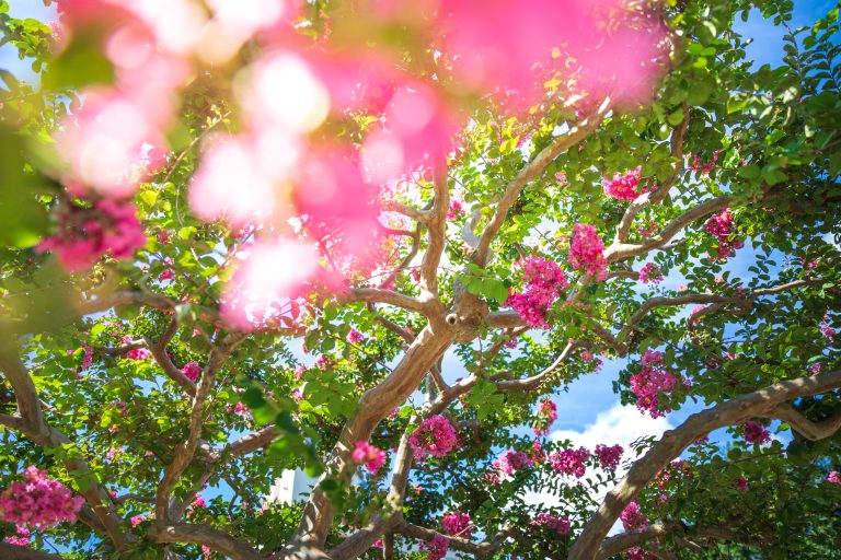 Sarusuberi the crape myrtle in midsummer