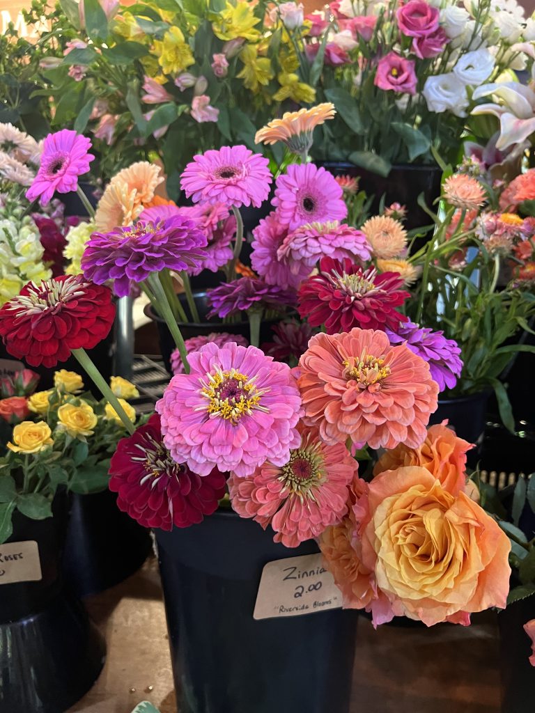 Multicolor Zinnias