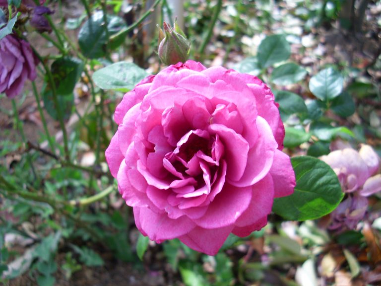 Purple Camellia