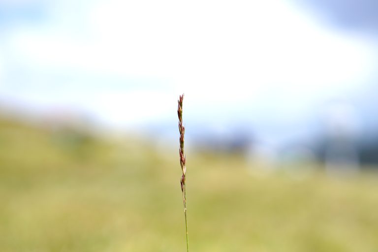 Close-up of a blade of grass