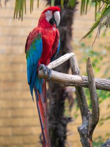 Colorful Macaw sitting on a tree branch