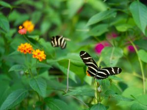 Black and White butterflies