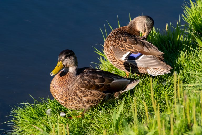 Mallards