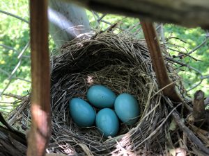 Robin’s nest among the grape vines in Roscoe, IL – WorldPhotographyDay22
