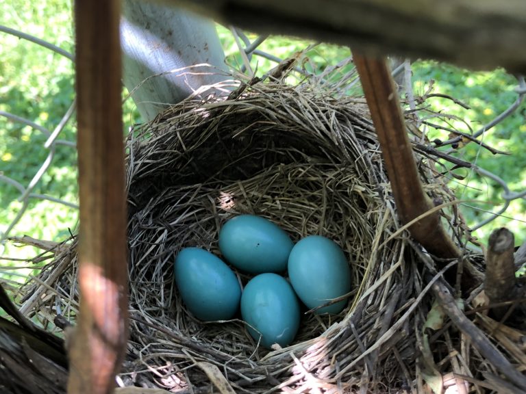 Robin’s nest among the grape vines in Roscoe, IL – WorldPhotographyDay22