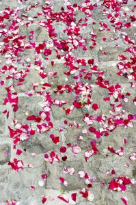 Rose petals on cobblestones.
