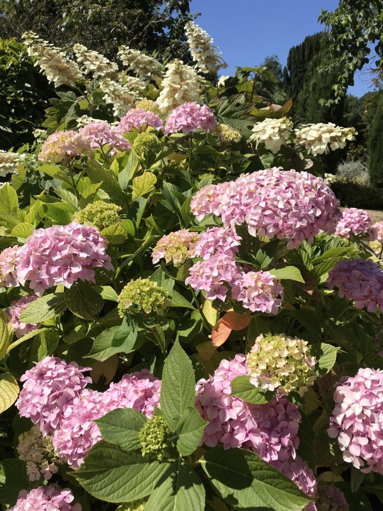 Pink hydrangea in bloom, England